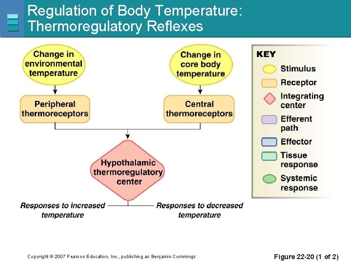 Regulation of Body Temperature: Thermoregulatory Reflexes Copyright © 2007 Pearson Education, Inc. , publishing