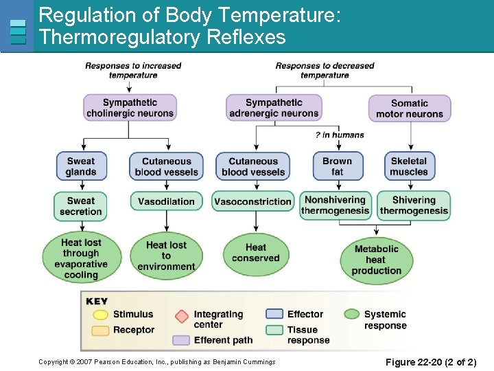 Regulation of Body Temperature: Thermoregulatory Reflexes Copyright © 2007 Pearson Education, Inc. , publishing