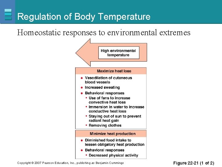 Regulation of Body Temperature Homeostatic responses to environmental extremes Copyright © 2007 Pearson Education,