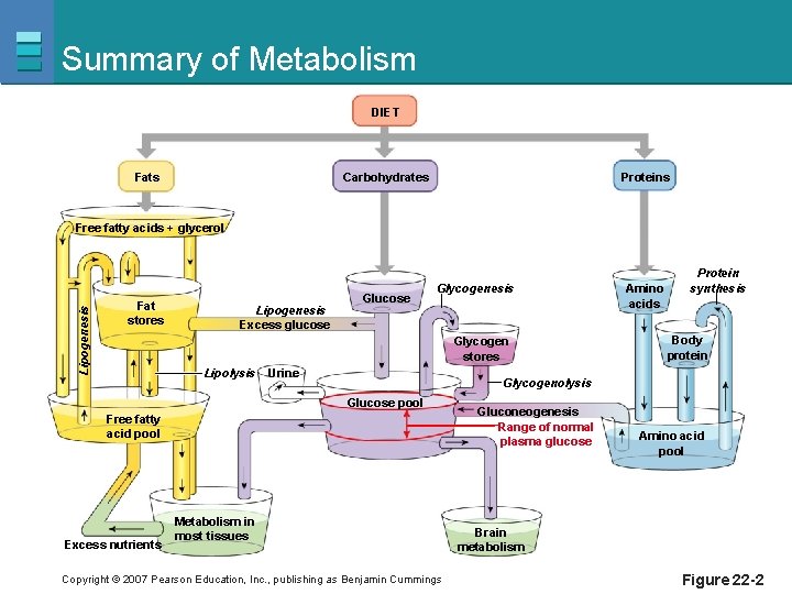 Summary of Metabolism DIET Carbohydrates Fats Proteins Lipogenesis Free fatty acids + glycerol Fat