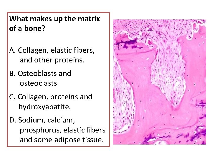 What makes up the matrix of a bone? A. Collagen, elastic fibers, and other