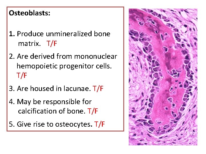 Osteoblasts: 1. Produce unmineralized bone matrix. T/F 2. Are derived from mononuclear hemopoietic progenitor