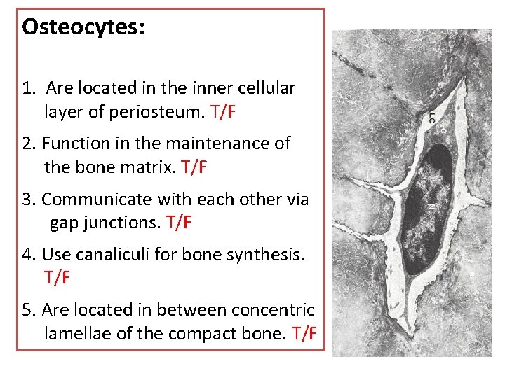 Osteocytes: 1. Are located in the inner cellular layer of periosteum. T/F 2. Function