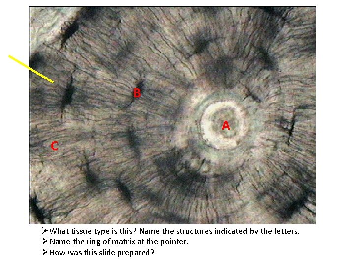 B A C ØWhat tissue type is this? Name the structures indicated by the