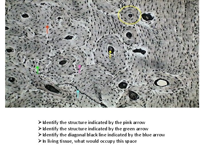 ØIdentify the structure indicated by the pink arrow ØIdentify the structure indicated by the