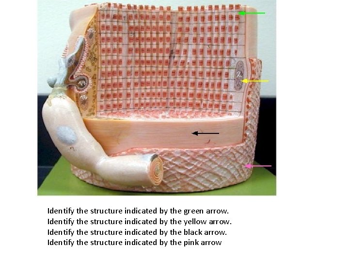 Identify the structure indicated by the green arrow. Identify the structure indicated by the