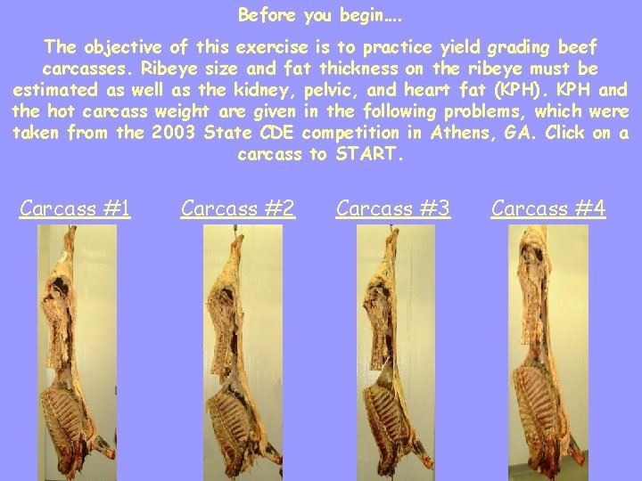 Before you begin…. The objective of this exercise is to practice yield grading beef