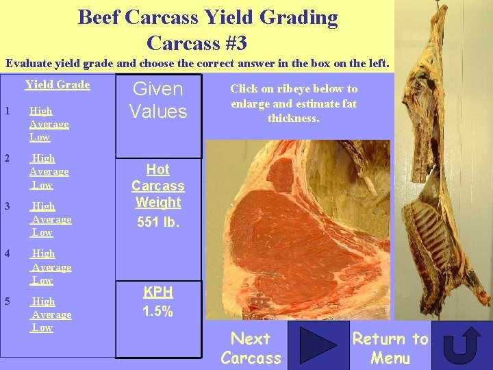 Beef Carcass Yield Grading Carcass #3 Evaluate yield grade and choose the correct answer