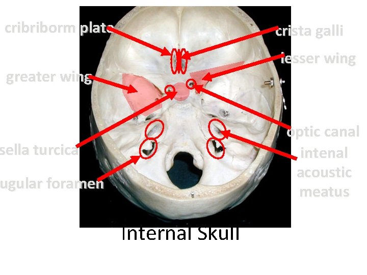 cribriborm plate crista galli lesser wing greater wing optic canal intenal acoustic meatus sella