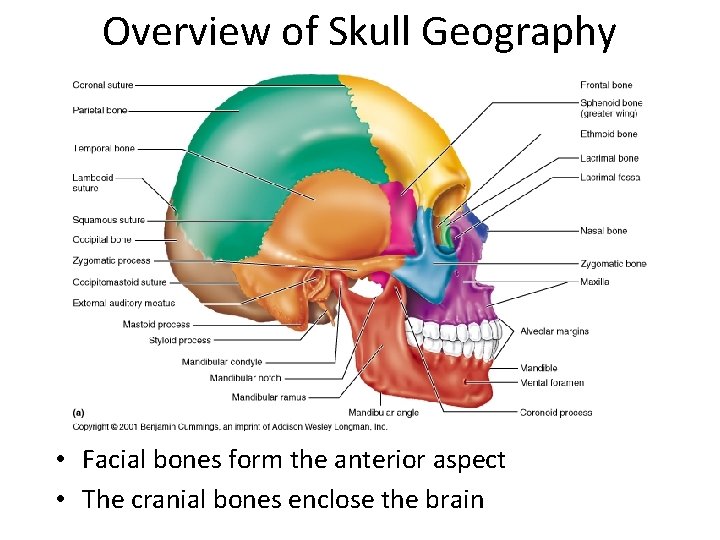 Overview of Skull Geography • Facial bones form the anterior aspect • The cranial