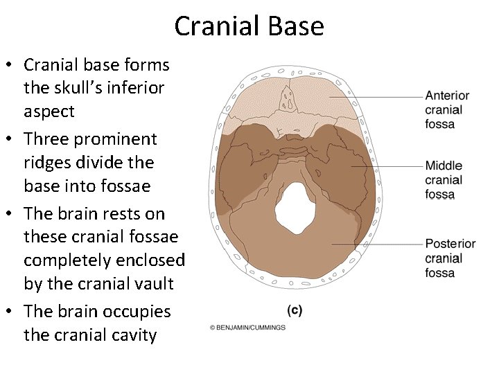Cranial Base • Cranial base forms the skull’s inferior aspect • Three prominent ridges