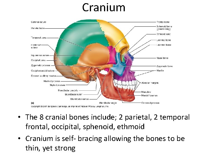 Cranium • The 8 cranial bones include; 2 parietal, 2 temporal frontal, occipital, sphenoid,