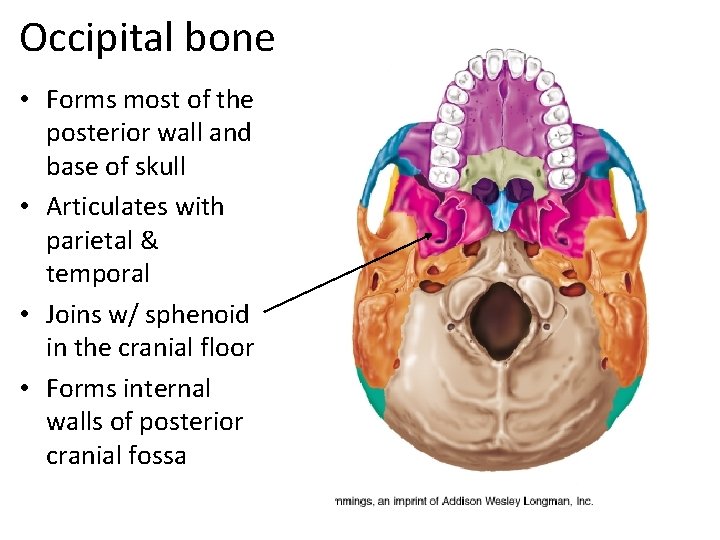 Occipital bone • Forms most of the posterior wall and base of skull •