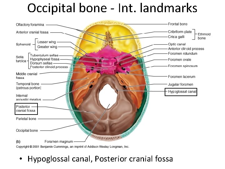 Occipital bone - Int. landmarks • Hypoglossal canal, Posterior cranial fossa 