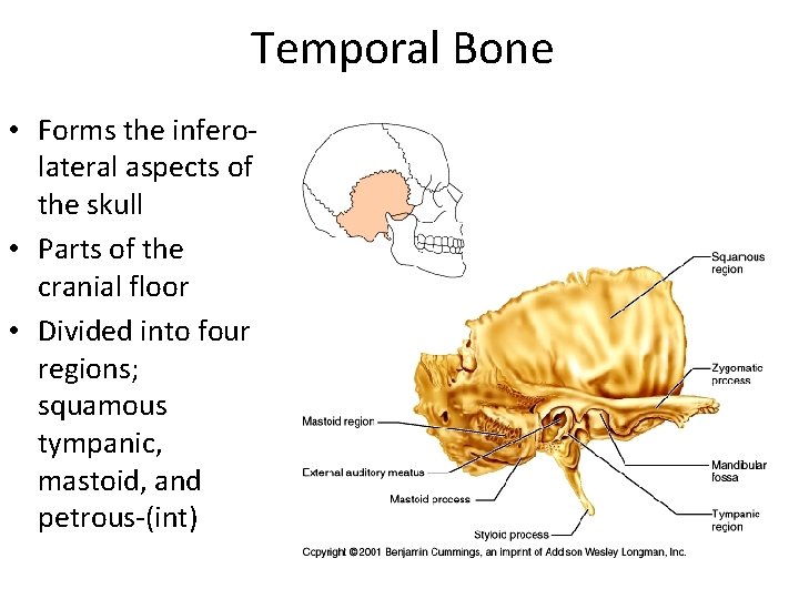 Temporal Bone • Forms the inferolateral aspects of the skull • Parts of the