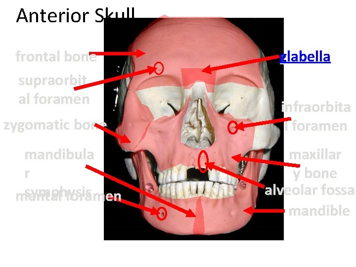 Anterior Skull frontal bone supraorbit al foramen zygomatic bone mandibula r symphysis mental foramen