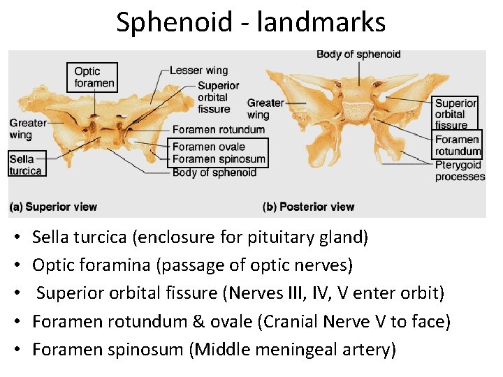 Sphenoid - landmarks • • • Sella turcica (enclosure for pituitary gland) Optic foramina