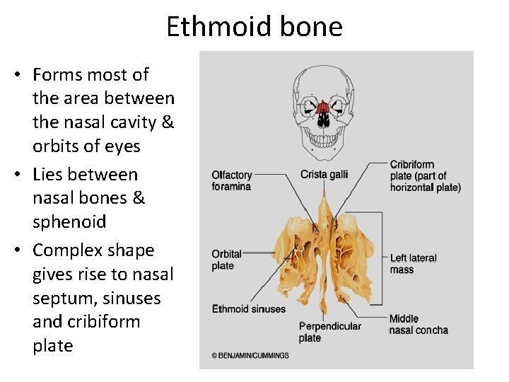 Ethmoid bone • Forms most of the area between the nasal cavity & orbits