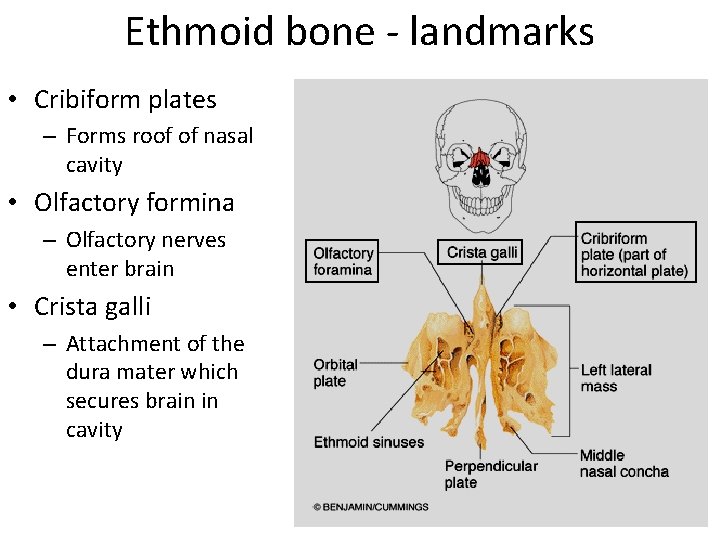 Ethmoid bone - landmarks • Cribiform plates – Forms roof of nasal cavity •
