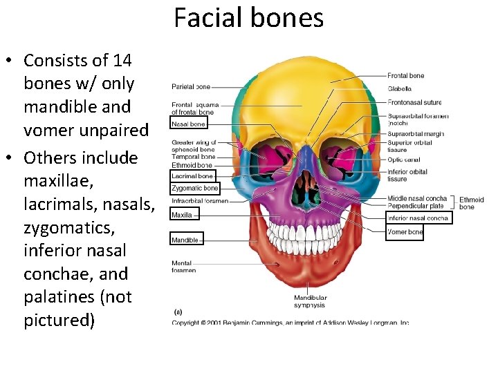 Facial bones • Consists of 14 bones w/ only mandible and vomer unpaired •