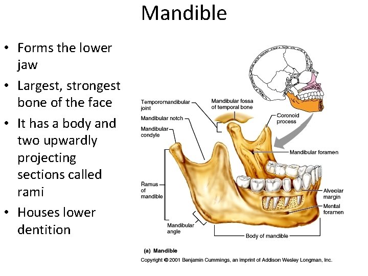Mandible • Forms the lower jaw • Largest, strongest bone of the face •