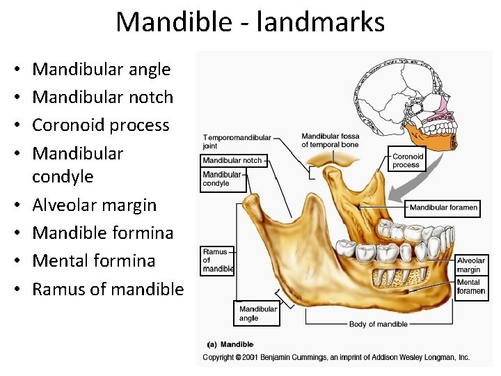Mandible - landmarks • • Mandibular angle Mandibular notch Coronoid process Mandibular condyle Alveolar
