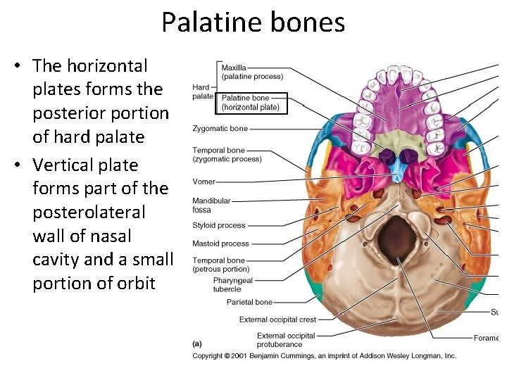 Palatine bones • The horizontal plates forms the posterior portion of hard palate •