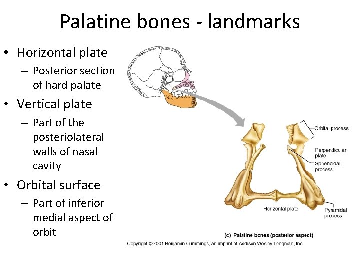 Palatine bones - landmarks • Horizontal plate – Posterior section of hard palate •