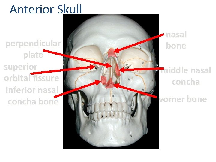 Anterior Skull perpendicular plate superior orbital fissure inferior nasal concha bone nasal bone middle