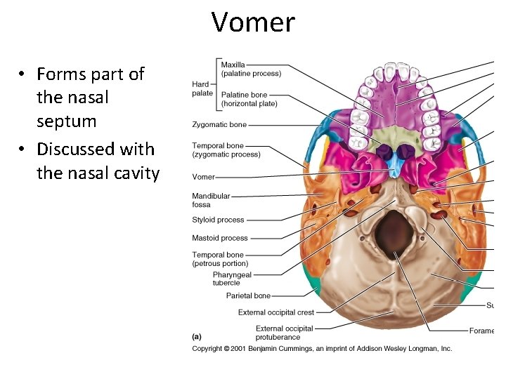 Vomer • Forms part of the nasal septum • Discussed with the nasal cavity