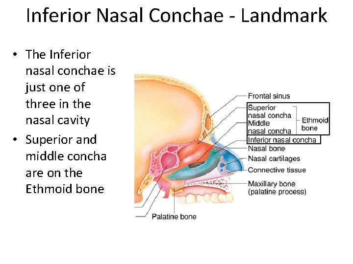 Inferior Nasal Conchae - Landmark • The Inferior nasal conchae is just one of