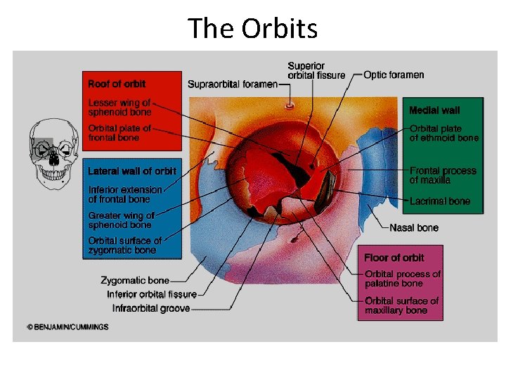 The Orbits 