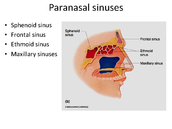 Paranasal sinuses • • Sphenoid sinus Frontal sinus Ethmoid sinus Maxillary sinuses 