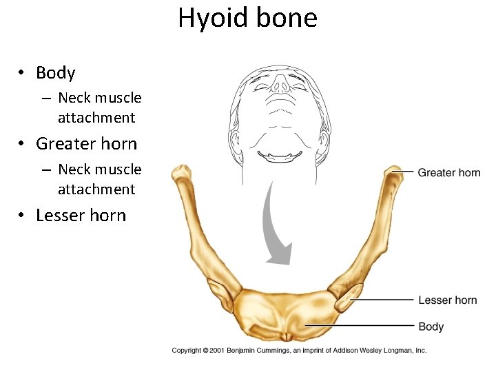 Hyoid bone • Body – Neck muscle attachment • Greater horn – Neck muscle