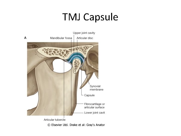 TMJ Capsule 