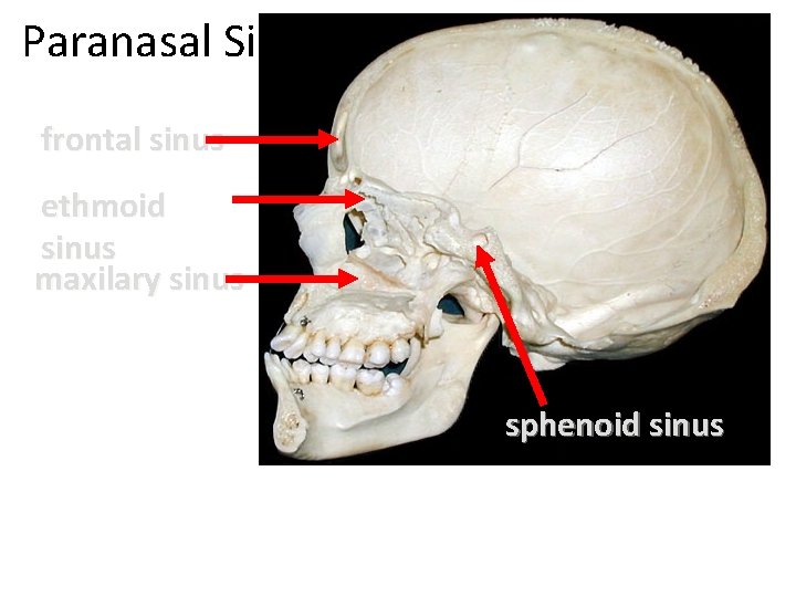 Paranasal Sinuses frontal sinus ethmoid sinus maxilary sinus sphenoid sinus 