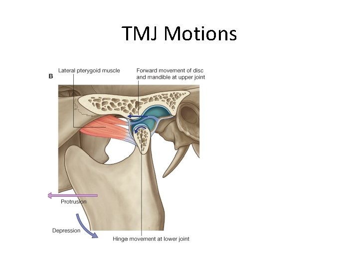 TMJ Motions 