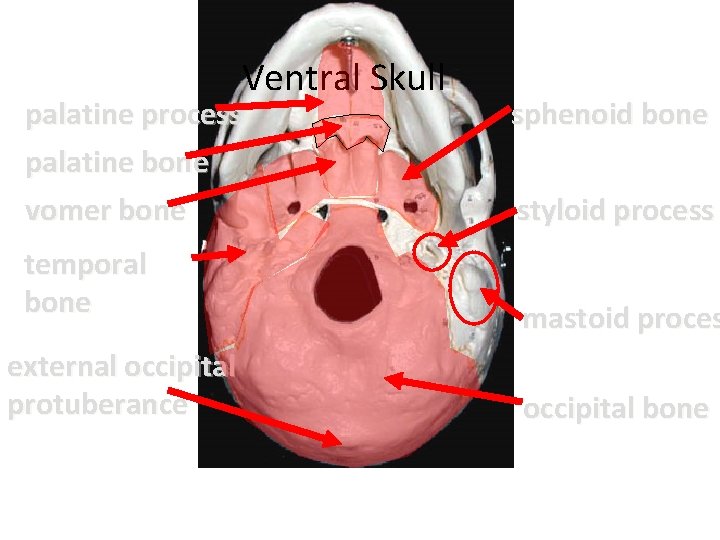 Ventral Skull palatine process palatine bone vomer bone temporal bone external occipital protuberance sphenoid