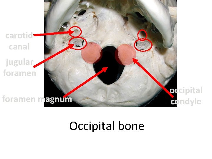 carotid canal jugular foramen magnum Occipital bone occipital condyle 