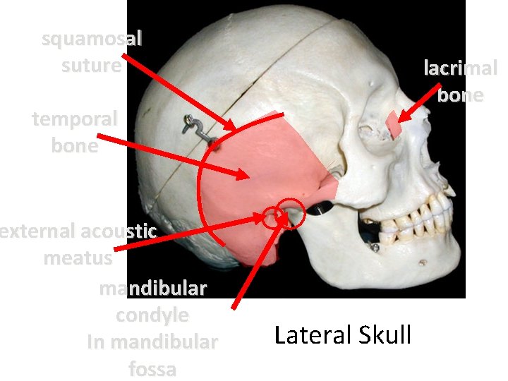 squamosal suture lacrimal bone temporal bone external acoustic meatus mandibular condyle In mandibular fossa