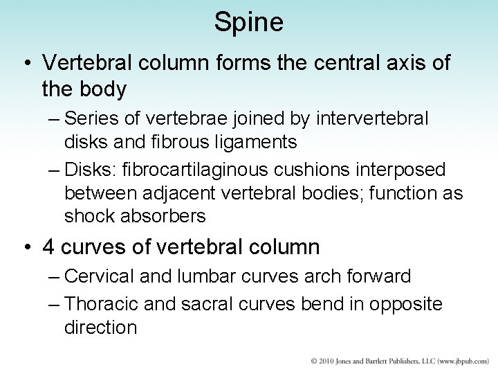 Spine • Vertebral column forms the central axis of the body – Series of