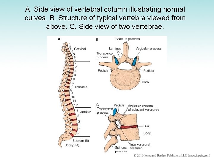 A. Side view of vertebral column illustrating normal curves. B. Structure of typical vertebra