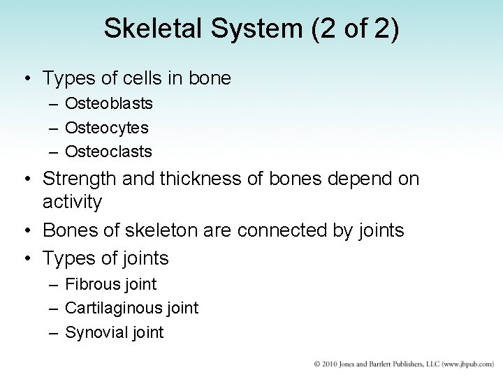 Skeletal System (2 of 2) • Types of cells in bone – Osteoblasts –