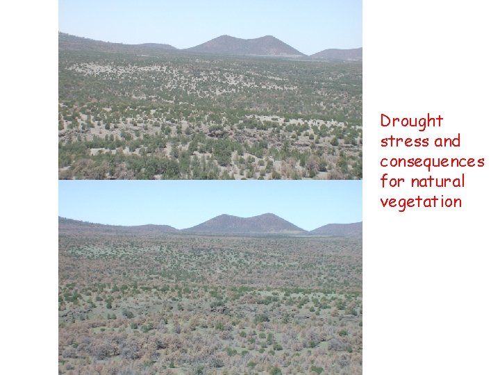 Drought stress and consequences for natural vegetation 