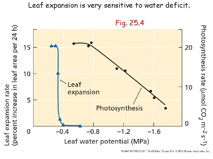 Leaf expansion is very sensitive to water deficit. Fig. 25. 4 