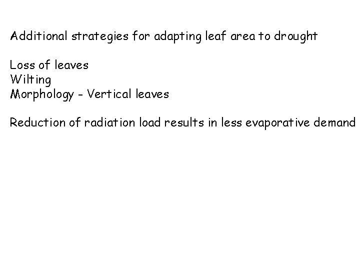 Additional strategies for adapting leaf area to drought Loss of leaves Wilting Morphology -