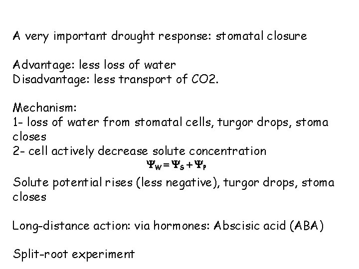 A very important drought response: stomatal closure Advantage: less loss of water Disadvantage: less