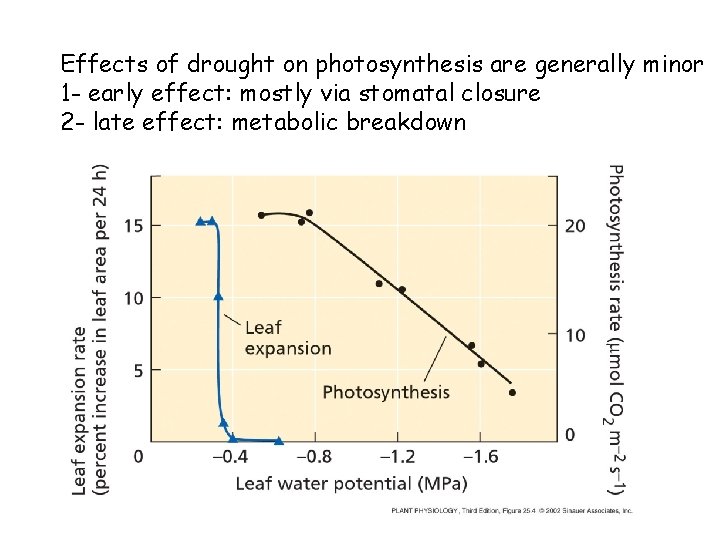 Effects of drought on photosynthesis are generally minor 1 - early effect: mostly via