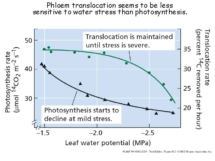 Phloem translocation seems to be less sensitive to water stress than photosynthesis. 