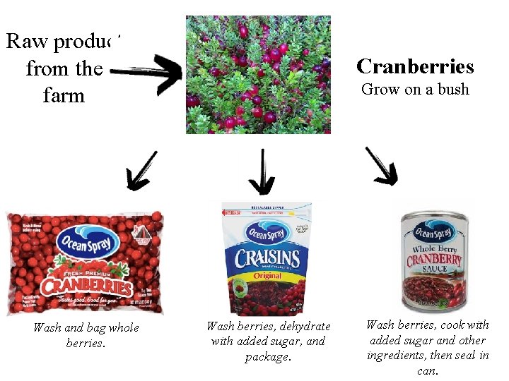 Raw product from the farm Wash and bag whole berries. Cranberries Grow on a